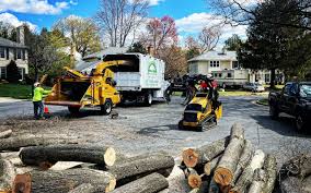 Best Tree Maintenance Programs  in Madison Heights, MI